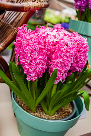 hyacinth flowers in the potの写真素材
