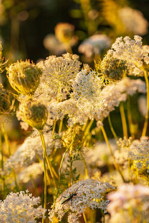 summer meadow with white flowers