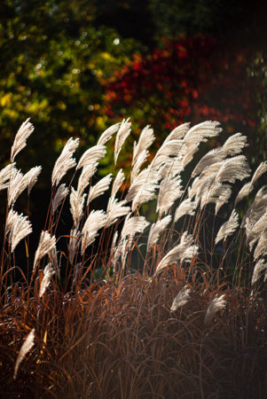 Ornamental Grass: Miscanthus sinensis 'Silver Feather'