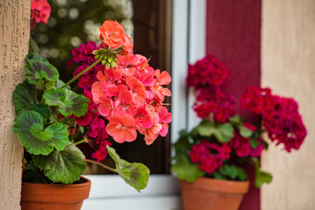 pelargonium flowers in the potの写真素材