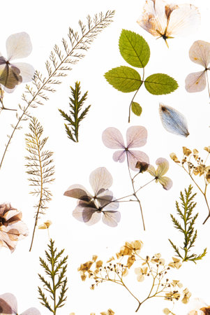 dry flowers on the white backgroundの写真素材