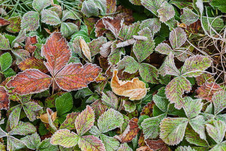 frozen plants in the garden