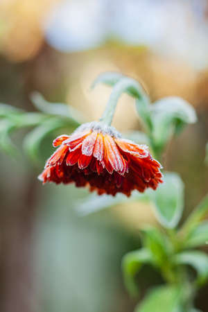 frozen plants in the gardenの写真素材