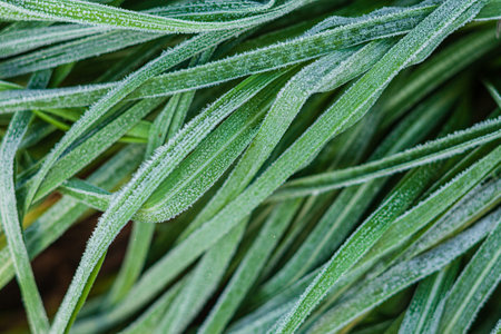 frozen plants in the garden