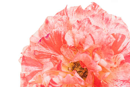 roses on the white backgroundの写真素材