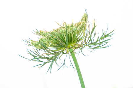 carrot flowers on the white