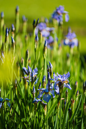 blue irises in the garden