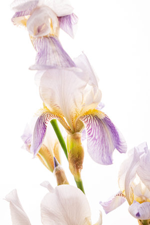 nice flower on the white backgroundの写真素材