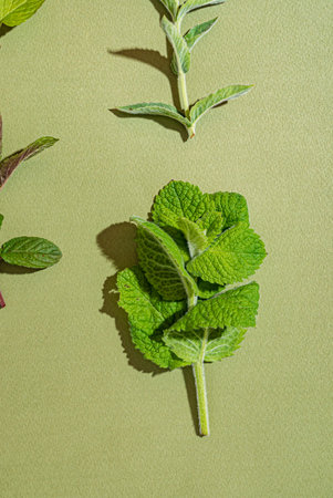 different kinds on mint on the green background