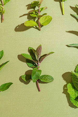 different kinds on mint on the green backgroundの写真素材