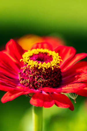 red zinnia in the gardenの写真素材