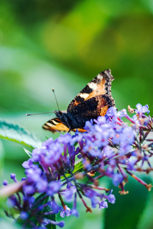 butterfly on the blue Buddleja davidiiの写真素材