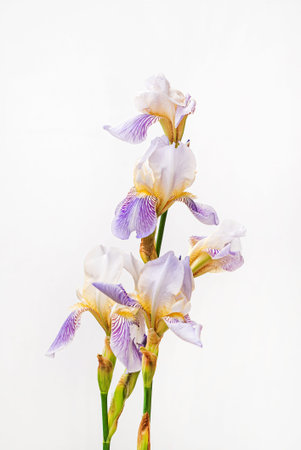 nice flower on the white backgroundの写真素材