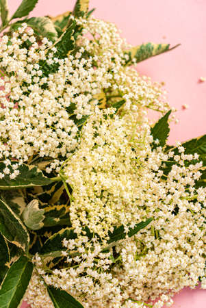 Elderflower blossom flower in pink backgroundの写真素材