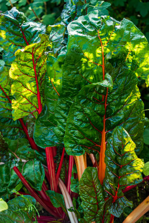 mangold plant in the garden