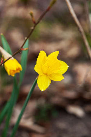 narcissus flower in the gardenの写真素材