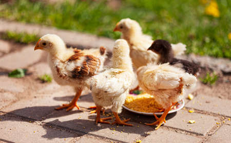 young chickens in the gardenの写真素材