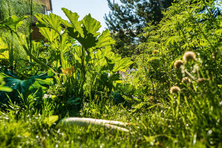 organic garden with fresh vegetablesの写真素材