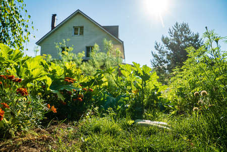 organic garden with fresh vegetablesの写真素材