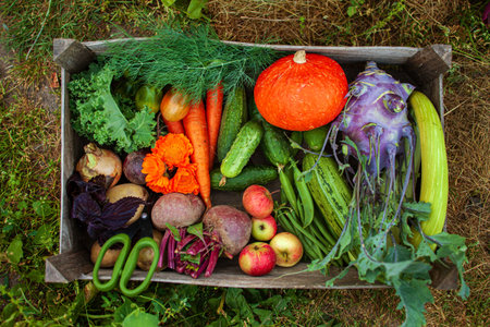 fresh organic vegetables in the boxの写真素材