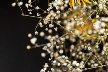 dried flowers on the dark backgroundの写真素材