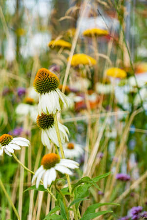 summer flowers in the gardenの写真素材