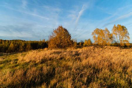 autumn landscape with dried grassの写真素材
