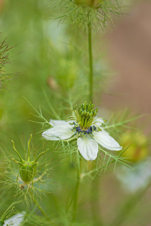 nigella flowers in the garden