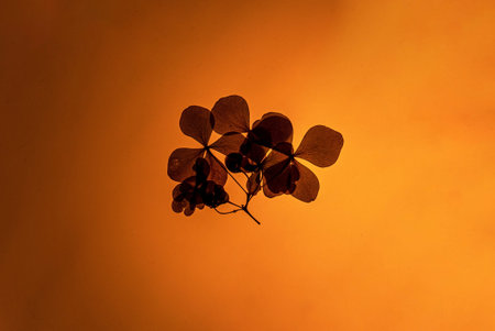 dry flowers on the white background