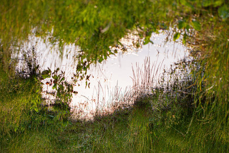 heart's shape puddle on the meadow