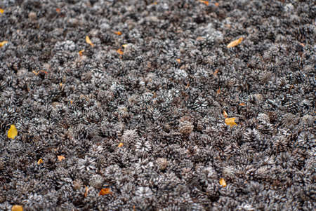 cones in the garden, organic mulchの写真素材