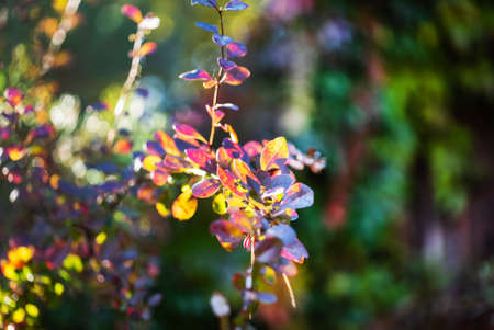 autumn garden with different plantsの写真素材