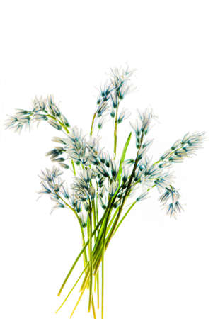 flowers on the white backgroundの写真素材