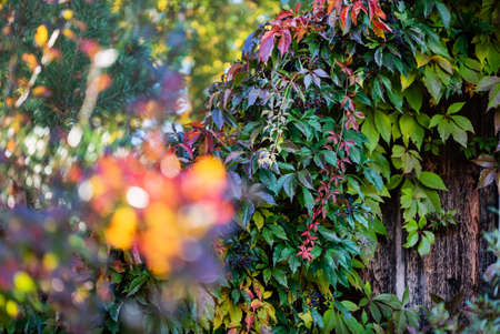 autumn garden with different plantsの写真素材
