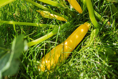 fresh vegetables in the gardenの写真素材