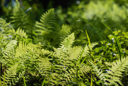 fern in the summer gardenの写真素材