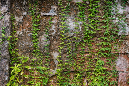 Old medieval wall covered by ivyの写真素材