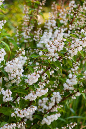 nice plants in the gardenの写真素材
