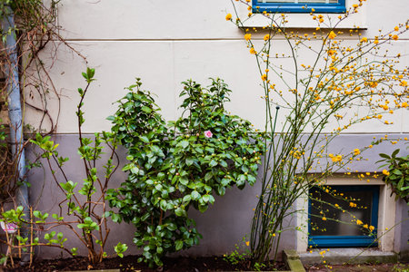 plants in the pots in Amsterdamの写真素材