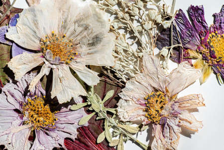 dry flowers on the white backgroundの写真素材