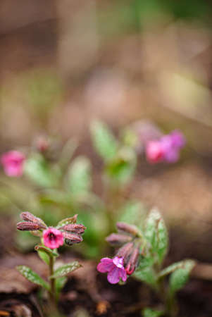 spring flowers in the gardenの写真素材