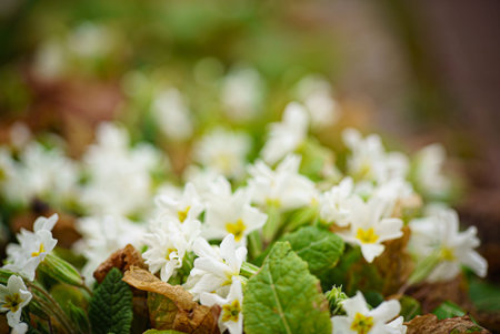 spring flowers in the garden
