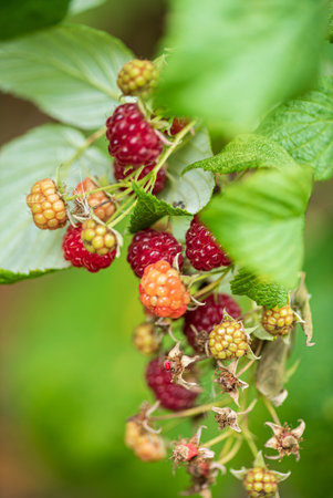 organic raspberry in the garden
