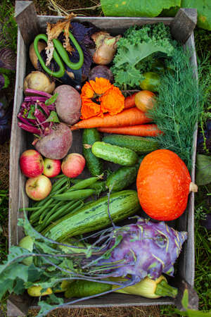 fresh organic vegetables in the boxの写真素材