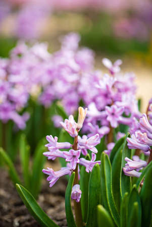 hyacinth in the spring gardenの写真素材