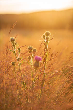 thistle flowers on the fieldの写真素材
