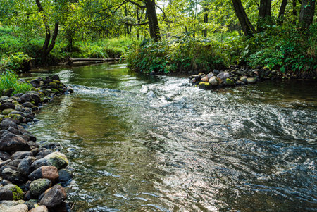 small river in the forest