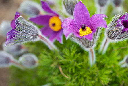 pasque-flower in the spring garden