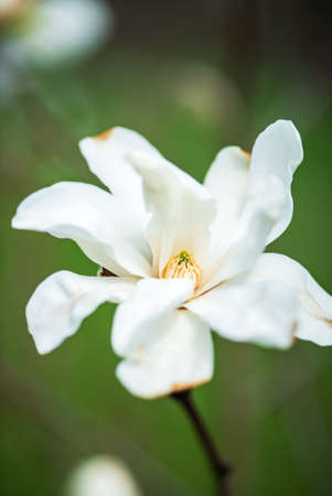 magnolia in the spring gardenの写真素材