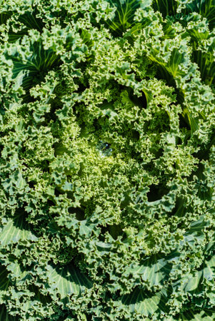 decorative cabbage in the gardenの写真素材